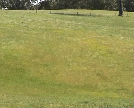 Field of grass with wind effect in Australia 스톡 동영상 21558929