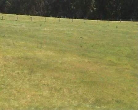Field of grass with wind effect in Australia Stock-Footage 21561848