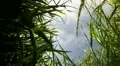 Field of grass in the wind HD Footage