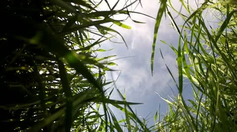 Field of grass in the wind Stock Footage 10880877