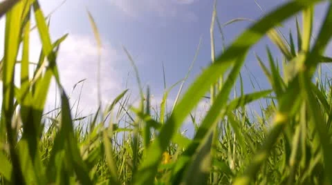 Field of grass in the wind Stock Footage 10881032