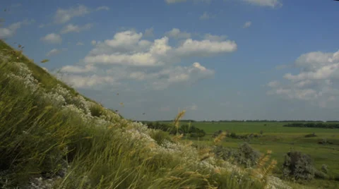 Field of grass on wind Stock Footage 34695219