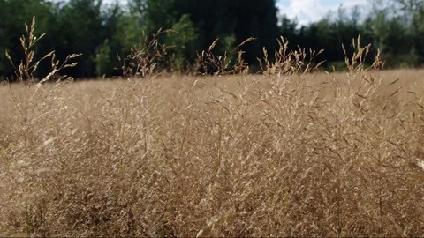 Field grass in the wind Stock Footage 93291234