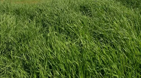 A field with grass in a windy day. Stock Footage 10895921
