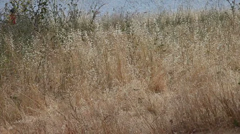 Field of grasses with bicyclists Stock Footage 5905222