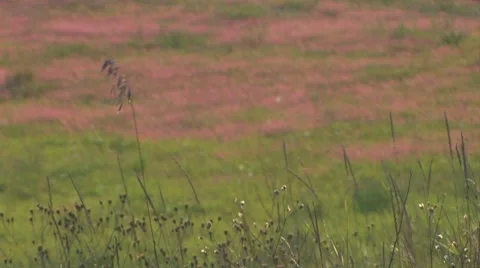 Field of grasses blowing in the wind. Stock Footage 7762853