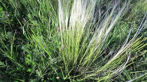 Field grasses, feather grass on a bright sunny day Stock Footage 195491567