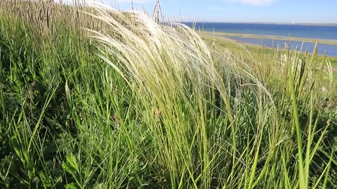 Field grasses, feather grass on a bright sunny day Stock Footage 195491574