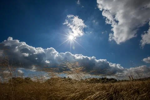 Field Of Grasses 스톡 사진