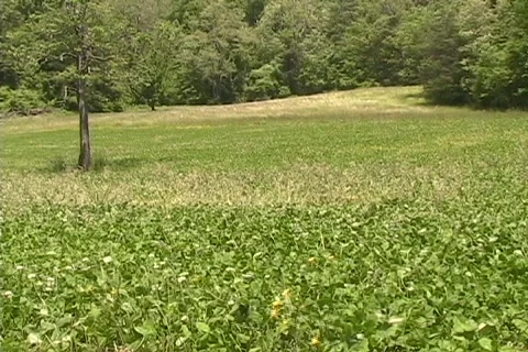 Field grasses waving in sunlight Vidéo 609281