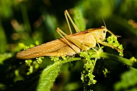 Field grasshopper on a leaf Stock Photos