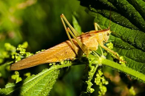 Field grasshopper on a leaf Stock Photos