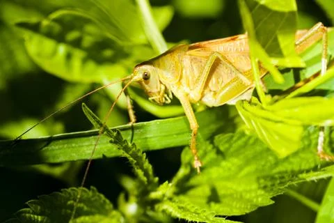 Field grasshopper on a leaf Stock Photos