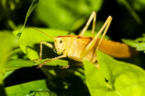 Field grasshopper on a leaf Stock Photos