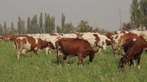 Field to graze cows Stock Footage 73947029