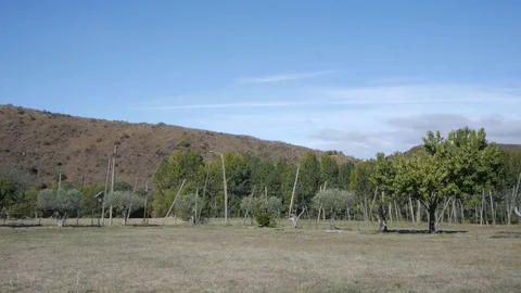 Field for grazing. Stockbeeldmateriaal 80248829