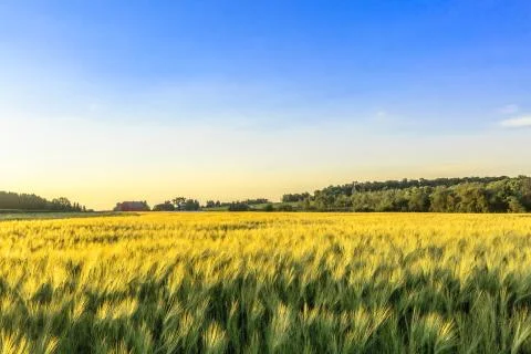 Field of green and gold wheat in front of a Wisconsin farm Stock Photos