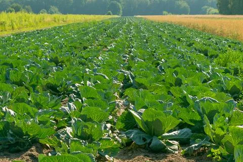 Field of green cabbage. Stock Photos
