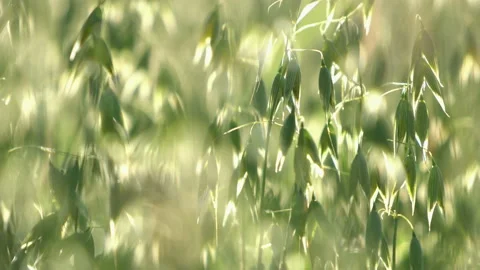 Field with green cereal in the setting sun. Video stock 106120052