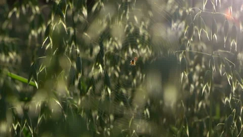 Field with green cereal in the setting sun.  Stock Footage 106120516