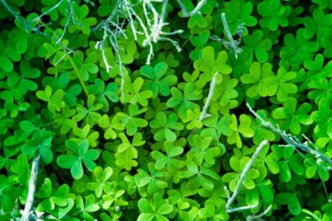 Field of Green Clover Stockfoto's