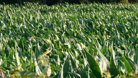 Field of green corn closeup, blowing in the wind in summer Stock Footage 112768235