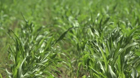 Field of Green Corn During Summer Video stock 19177497