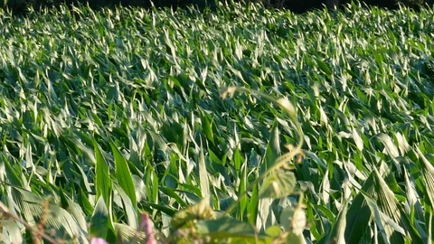 Field of green corn growing, blowing in the wind in summer. Pan right. Stock Footage 112766836