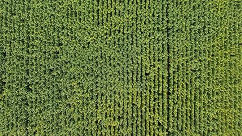 A field of green corn Stock Photos