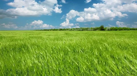 Field of green ears and cloudy sky Stock Footage 7746807