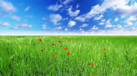 Field of green ears and cloudy sky Stock Footage 10600199