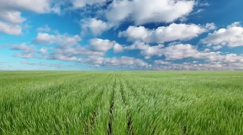 Field of green ears and cloudy sky Stock Footage 11129895