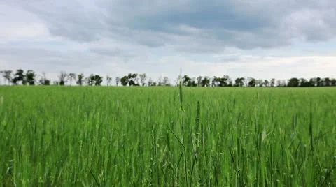 Field of green ears and cloudy sky Stock Footage 11133725