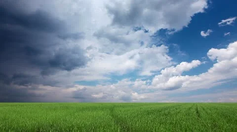 Field of green ears and cloudy sky Stock Footage 11133861
