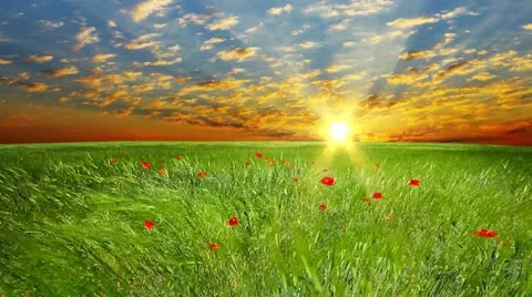 Field of green ears and cloudy sky Stock Footage 20450835