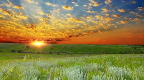 Field of green ears and cloudy sky Stock Footage 21290922