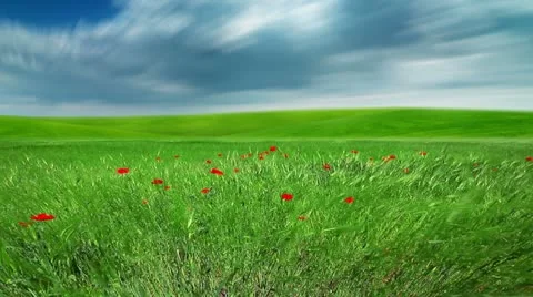 Field of green ears and cloudy sky Stock Footage 22047246