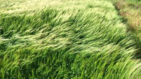Field with green ears of wheat swaying in the wind Stock Footage