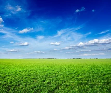 Field of green fresh grass under blue sky Stock Photos