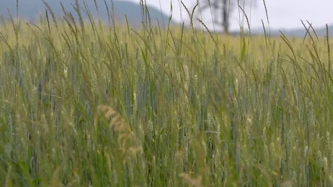 Field with Green Grain Stock Footage 104013483