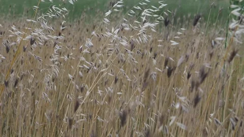 Field with green grass and a small path, with high-rise buildings visible o.. Stock Footage 325782048