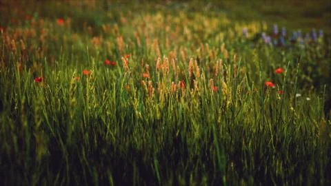 Field with green grass and wild flowers at sunset Stock Illustration