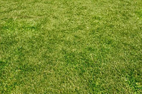 Field green grass background. Stock Photos