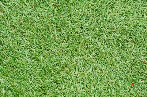 Field green grass background. Stock Photos