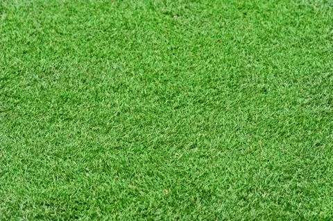 Field green grass background. selective focus. Stock Photos