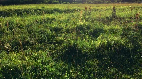 A field of green grass with blowing wind Stock-Footage 57022059