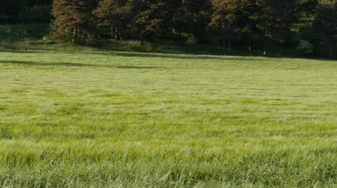 Field of green grass blowing in wind Stock Footage 64343570