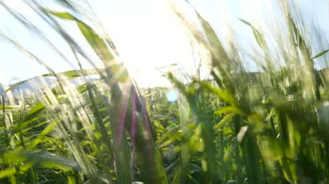 Field of green grass blowing in wind 스톡 동영상 64343584