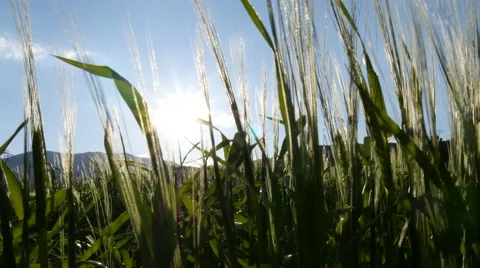 Field of green grass blowing in wind Video stock 64343606