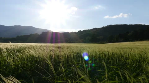 Field of green grass blowing in wind 스톡 동영상 64343678